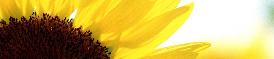 sunflower.jpg